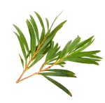 Tea Tree Essential Oil